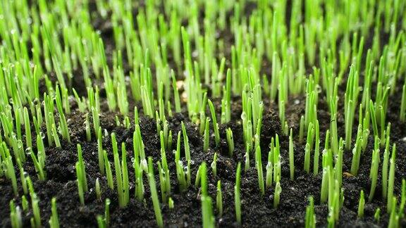 生长植物从种子在时间流逝发芽新生植物黑麦在温室农业