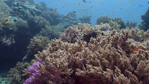 难以置信的美丽的水下珊瑚礁西曼群岛泰国
