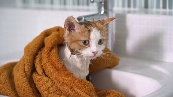 湿猫洗后用毛巾包着