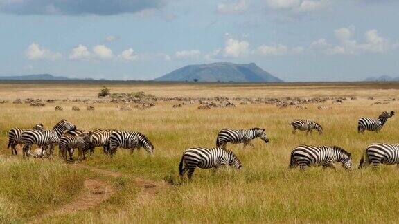 坦桑尼亚塞伦盖蒂国家公园一群普通斑马在蹦蹦跳跳