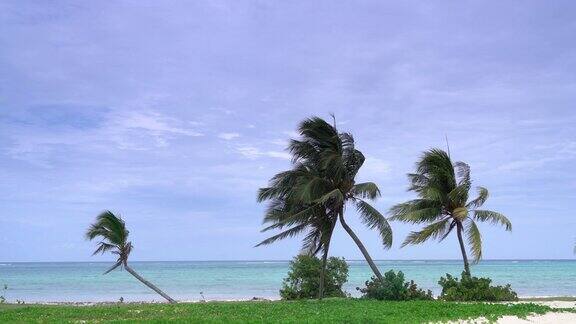 瓜达拉瓦卡海滩上的棕榈树
