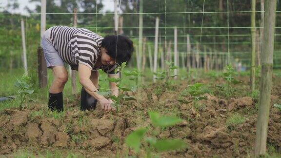一个活跃的亚洲华人高级妇女在她的农场种植上午