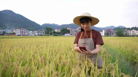 一位亚洲女性农业技术人员用手机在稻田里收集水稻数据