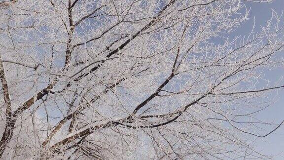 树枝在白霜的衬托下