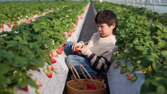 一个小孩在草莓农场的田里摘草莓