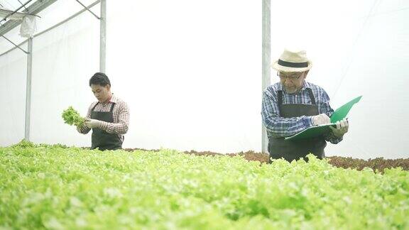 企业家在水培农场工作蔬菜在温室里生长