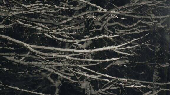 雪天里的树枝被灯笼照亮