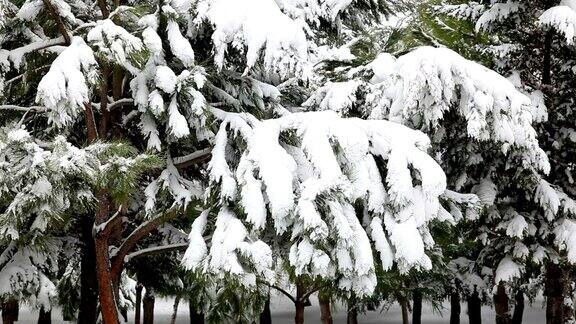 雪风和松树