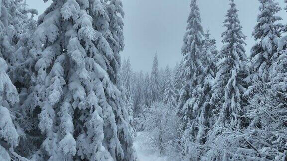 冬季森林雪景