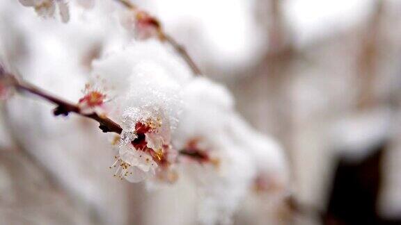 一种罕见的现象在春天雪白雪覆盖着的开花苹果树的树枝雪的花气候变化