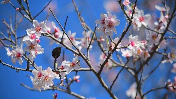 美丽的杏花在春天开花