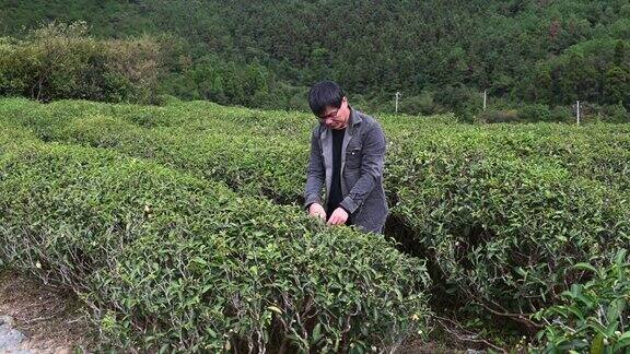 一位亚洲男性农民在茶园用手机交流