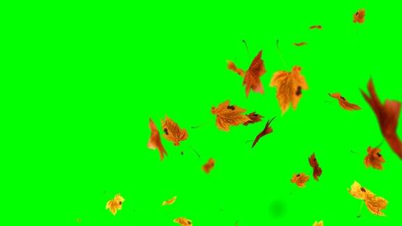 秋叶落在绿色屏幕上色度键可循环背景