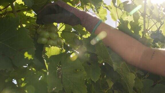 4k视频显示一个不认识的人在葡萄园摘水果