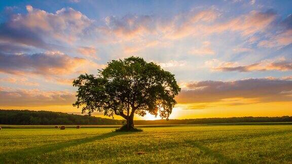 日出时孤独的树