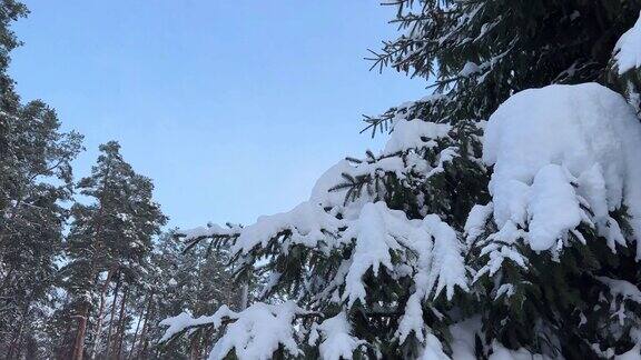一棵冬松树的低角度视图穿过针叶树在阳光明媚的冬日雪中的松树顶部的底部视图从松树顶上可以看到蓝天