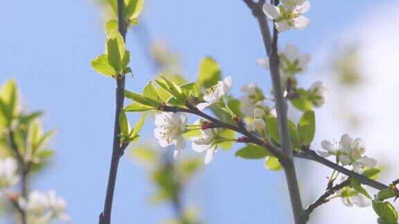 盛开的白色樱花花瓣花在乔木或灌木上缓慢的运动