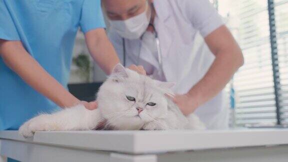 兽医小组在兽医诊所检查猫在宠物医院亚洲兽医男女站在检查台上用注射器给小动物小猫注射