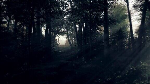 幽灵般的黑暗森林在夜晚的月光