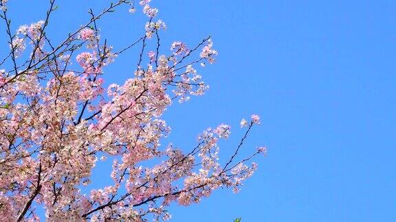 樱花映衬着湛蓝的天空