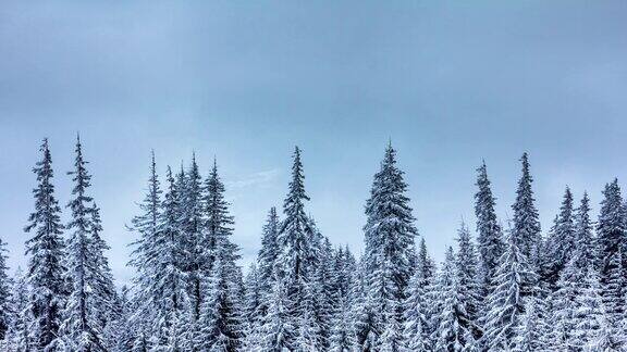 美丽的冬季景观和白雪覆盖的树木冬天的山