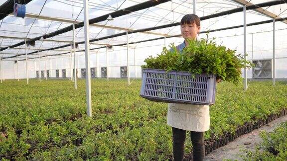 一个农妇走过带着温室里盆栽植物的摄像机