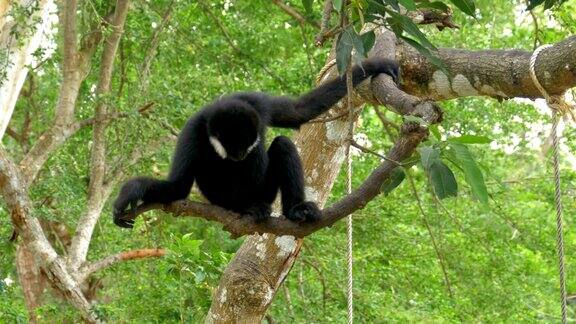 北方黑颊长臂猿挂在树枝上