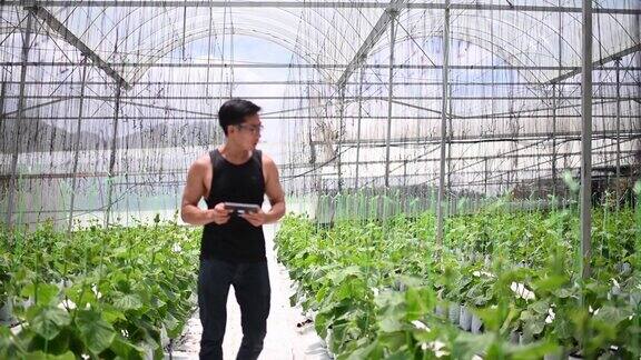 亚洲华裔男性农民使用数字平板电脑检查他的有机农场增长