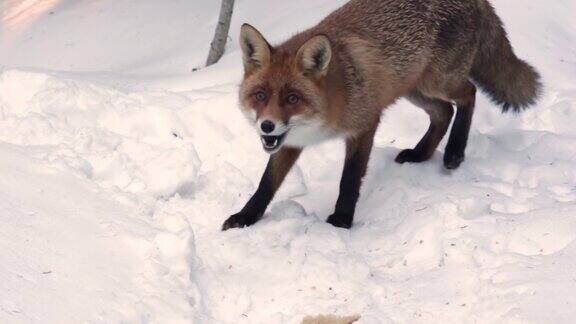 《雪域8》中的饥饿山野生红狐