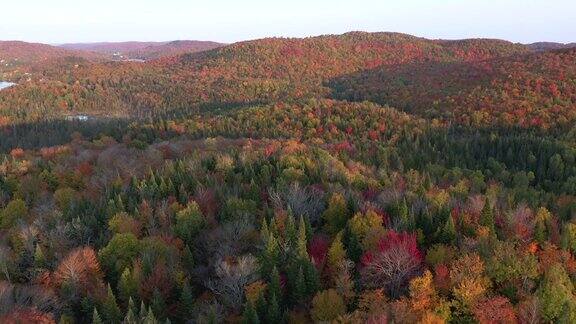 4K空中视频秋天的颜色劳伦山脉森林在秋天的季节魁北克加拿大