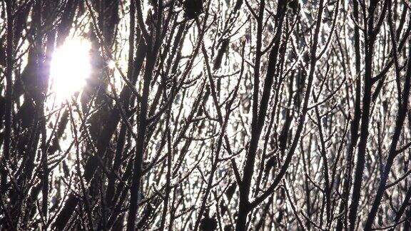 在阳光下光秃秃的树枝上的雾凇冰晶和灰霜