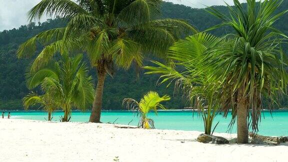 热带棕榈树在微风中热带沙滩和蓝色的海洋背景