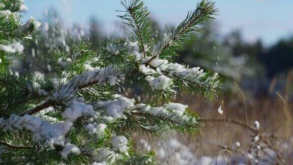 雪覆盖着冷杉的树枝上面有针叶白雪覆盖的针叶林