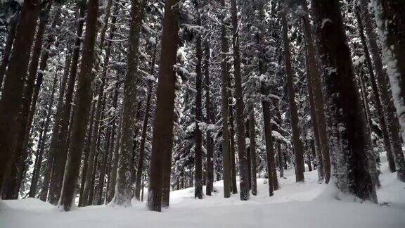 走在白雪覆盖的白川村时可以看到茂密的松树林