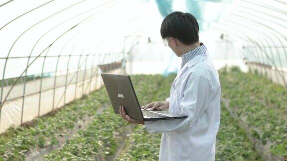 一位男性植物学家用笔记本电脑研究和检查草莓园的种植情况