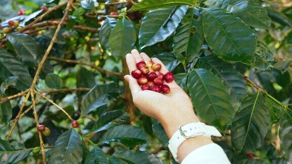 在自家农场的一棵咖啡树上咖啡农轻轻地采摘着成熟的咖啡樱桃