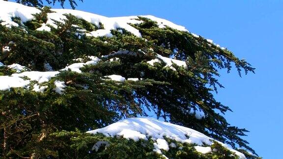雪中的云杉枝