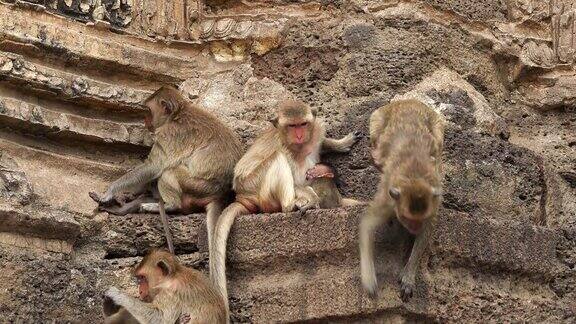 泰国华富里的猴子