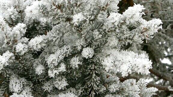 冬天的一天松枝上覆盖着雪