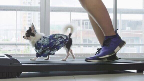 可爱的吉娃娃狗和女人在家里的跑步机上散步