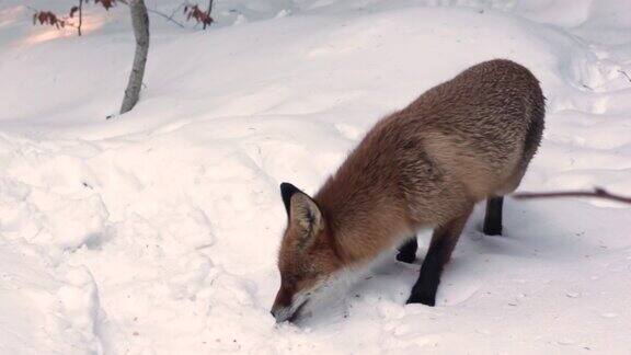 《雪中饥饿的山野生红狐