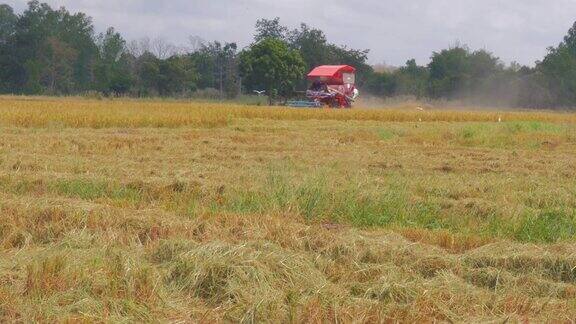 农场工人收割水稻
