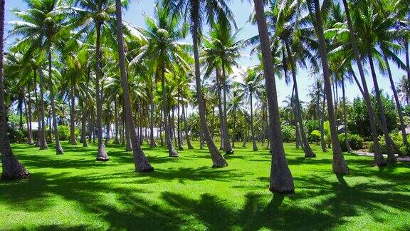 法属波利尼西亚热带岛屿上的棕榈树