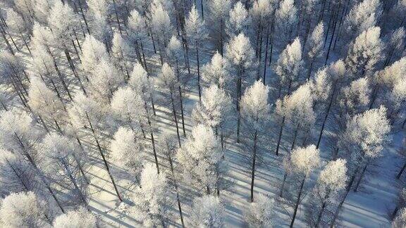 被雪覆盖的森林的实时航拍图像