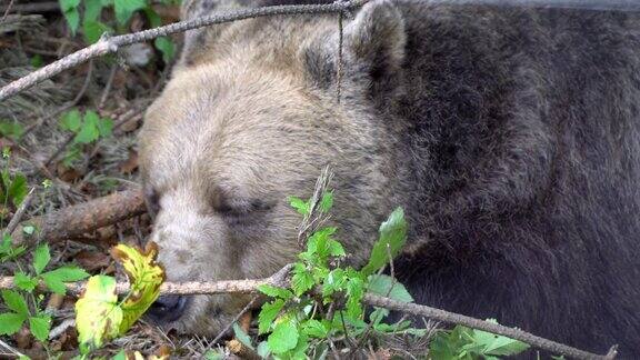 昏昏欲睡的野生灰熊的特写自然动物