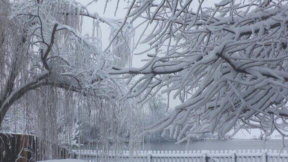 冬天的早晨湖边的松树树枝被冰雪覆盖