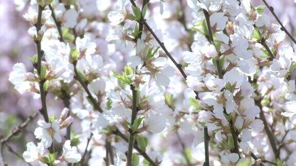 大自然在春天分枝具美丽的白色春季毛李(南京樱桃)花在树或灌木上富士樱桃盛开的自然景观植物开花盛开的背景