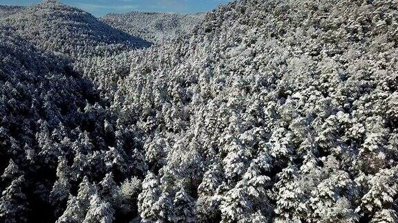 冬天的风景与松树在雪