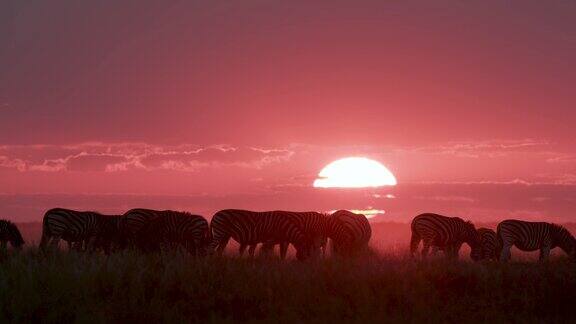 在博茨瓦纳的Makgadikgadi草原上一小群斑马在美丽的红色日落下吃草