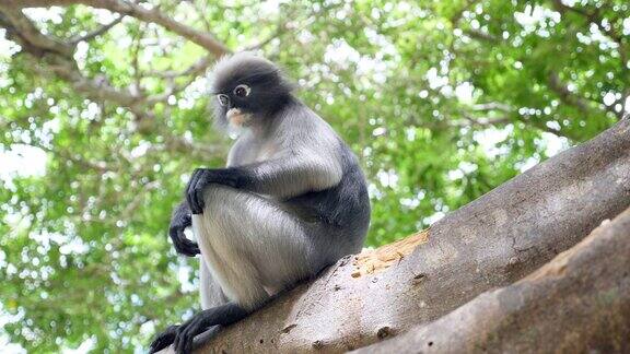 热带雨林里坐在树上的叶猴